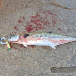 ベイト‼潮目‼ボイル‼【20251102】